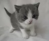 ブリティッシュショートヘア【愛知県・男の子・2024年11月7日・ブルータビーホワイト】の写真3