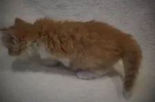 ノルウェージャンフォレストキャット【愛知県・男の子・2025年2月12日・レッドタビーホワイト】の写真4