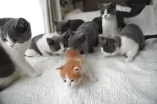 ブリティッシュショートヘア【愛知県・女の子・2025年4月4日・ブルー】の写真5