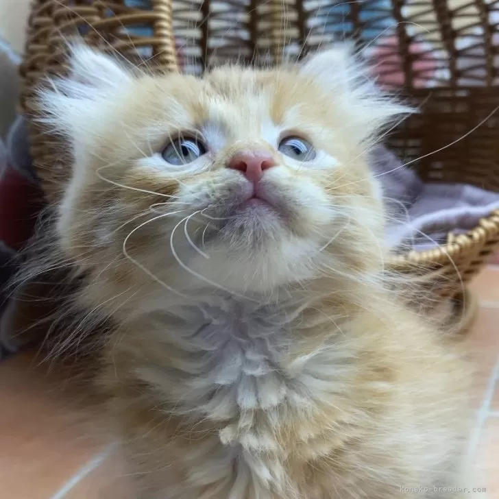 ID:2411-01724の子猫