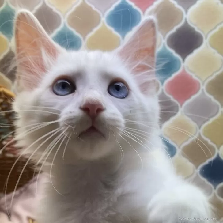 ID：2412-00077の子猫