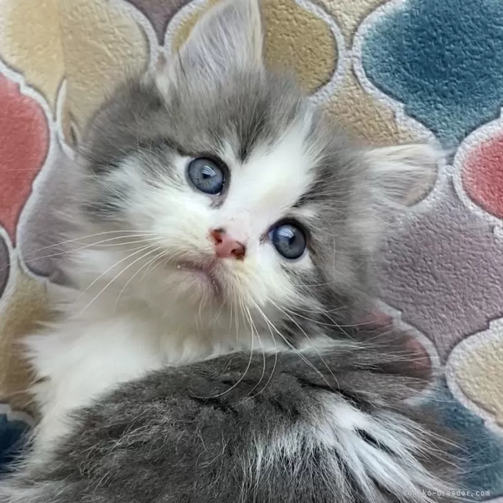 ID：2312-02065の子猫