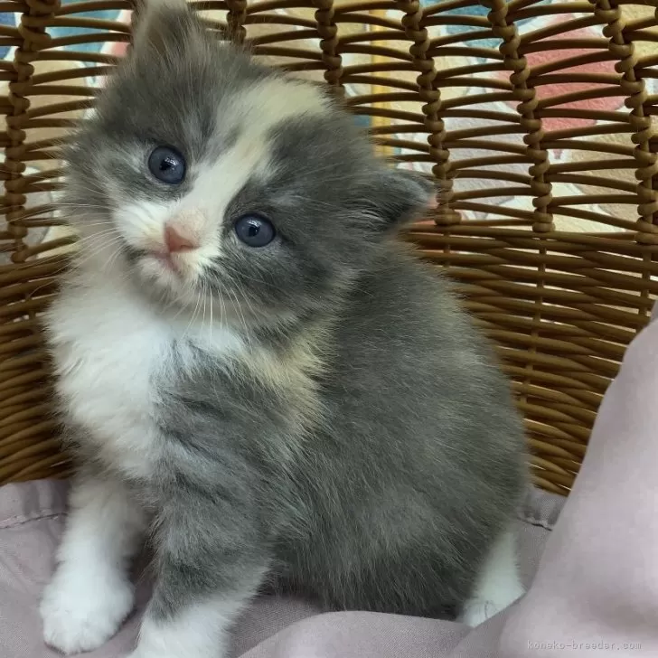 ID：2408-03127の子猫