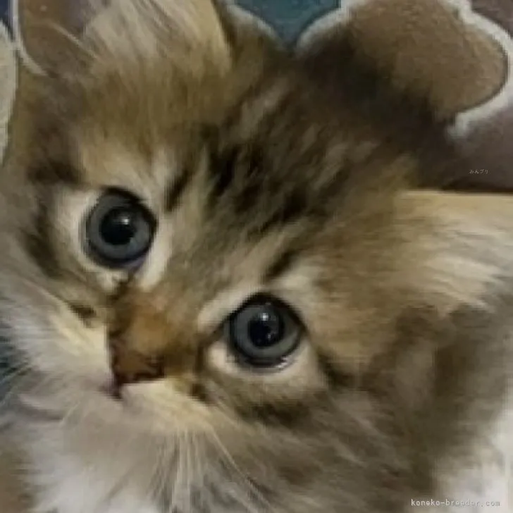 ID：2310-01225の子猫