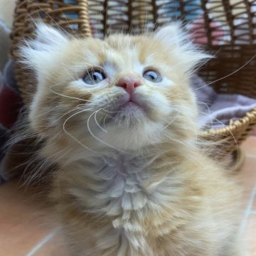 マンチカン(短足)【愛知県・男の子・2024年9月22日・レッドタビー】の写真「マンチカンの男の子生まれました♂」