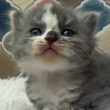 スコティッシュフォールド(立ち耳)【愛知県・女の子・2024年7月31日・キャリコ】の写真「スコティッシュの女の子♀」
