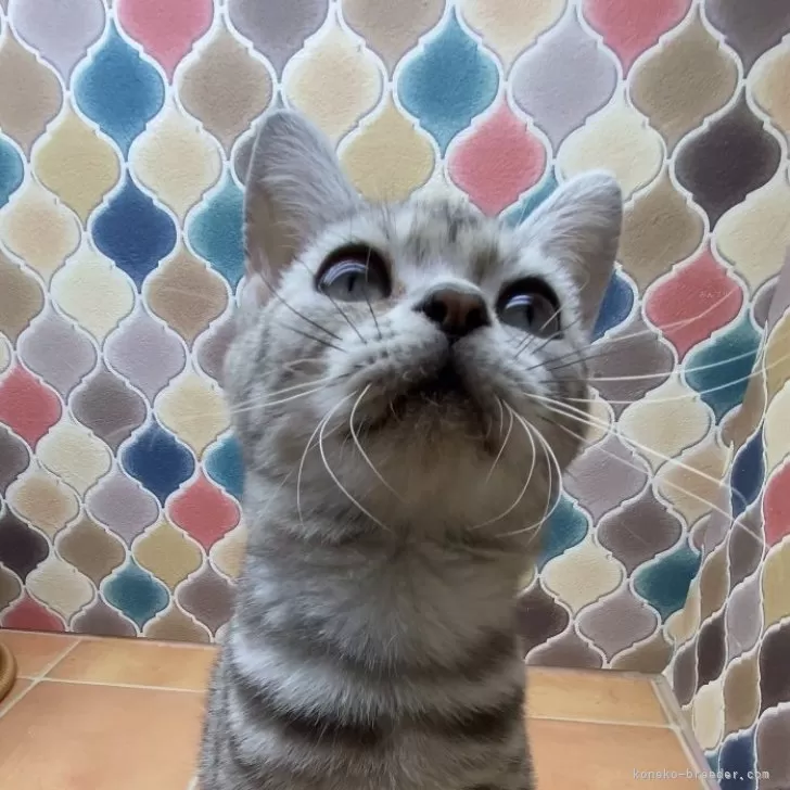 ID：2506-02224の子猫