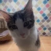 メインクーン