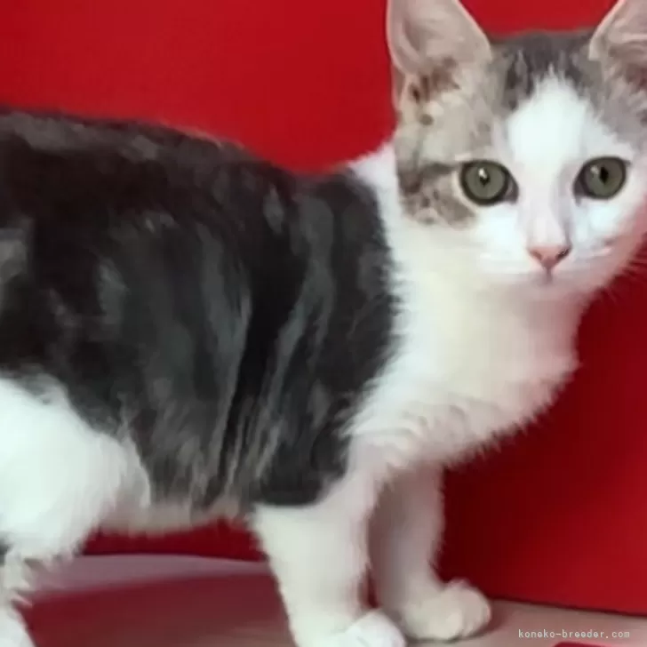 ID：2411-02904の子猫