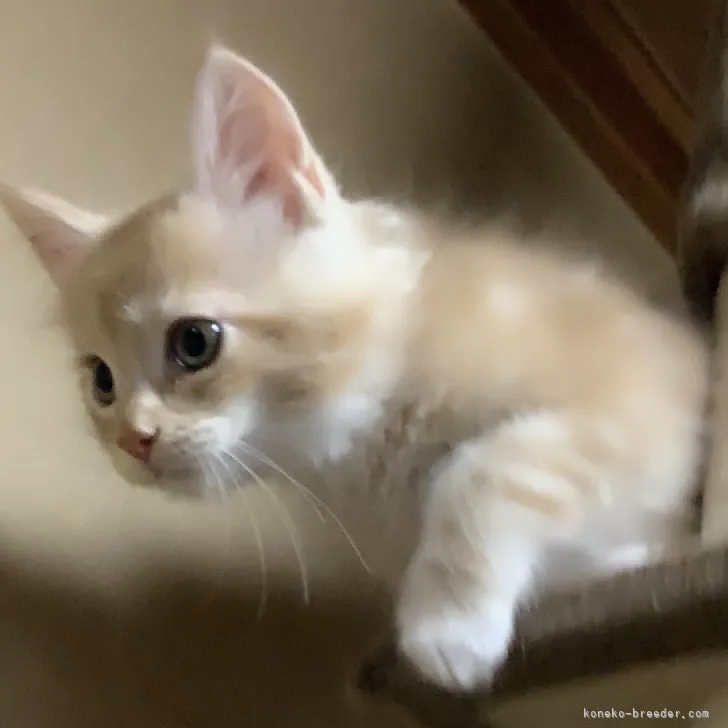 ID:2304-03084の子猫