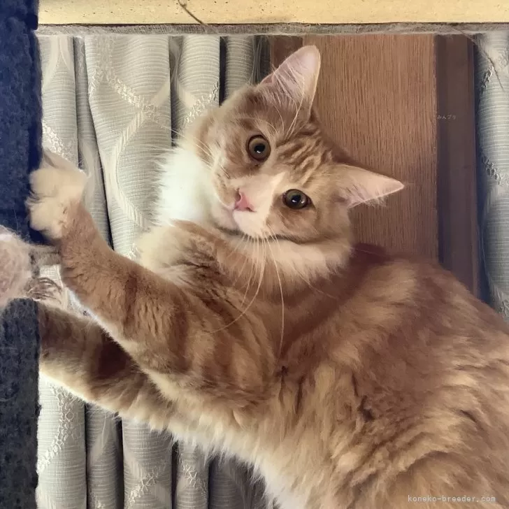 ID：2406-03062の子猫