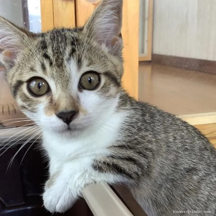 ID：2207-00552の子猫