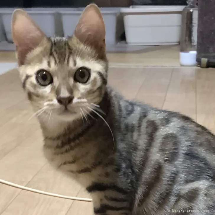totokichi 様のお迎えした子猫