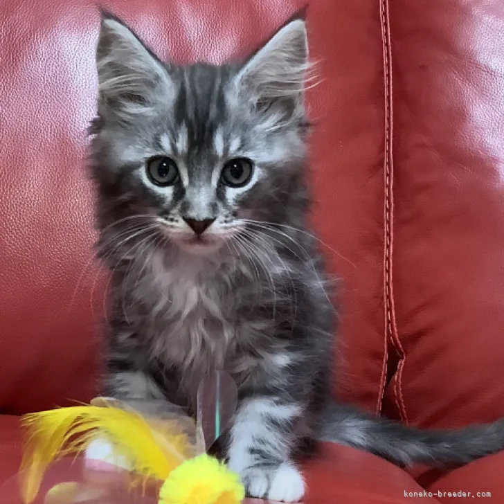 しんや 様のお迎えした子猫
