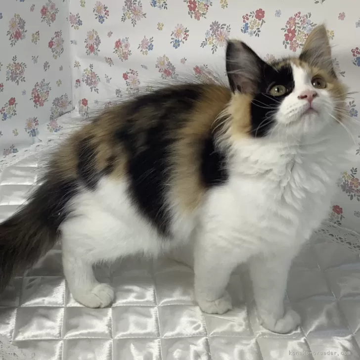 ID:2410-00972の子猫
