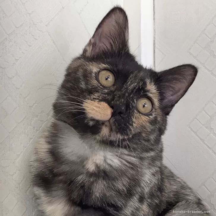 ID：2310-02323の子猫