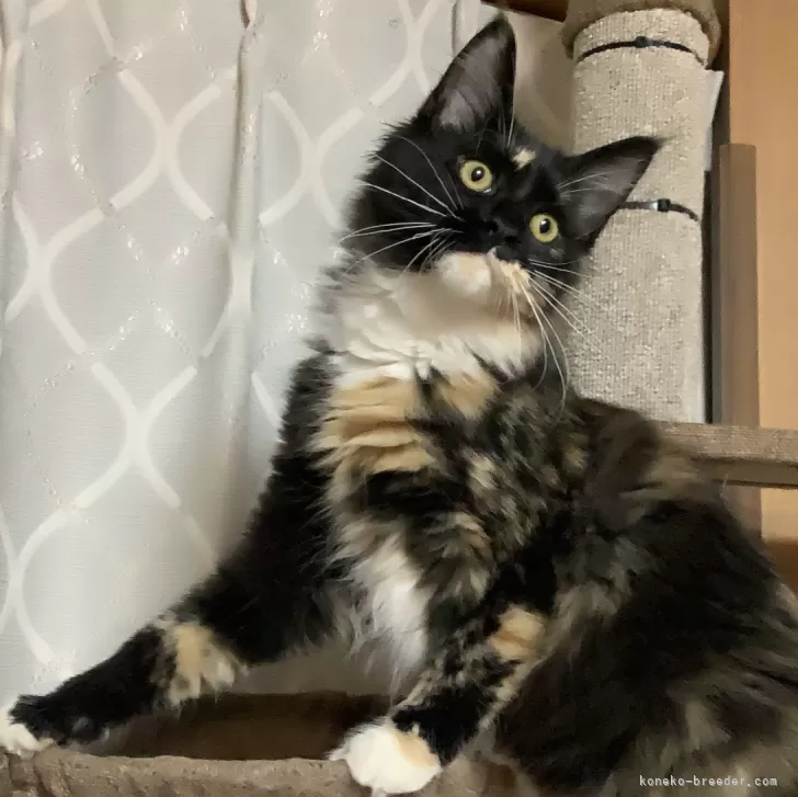 ID：2312-02134の子猫