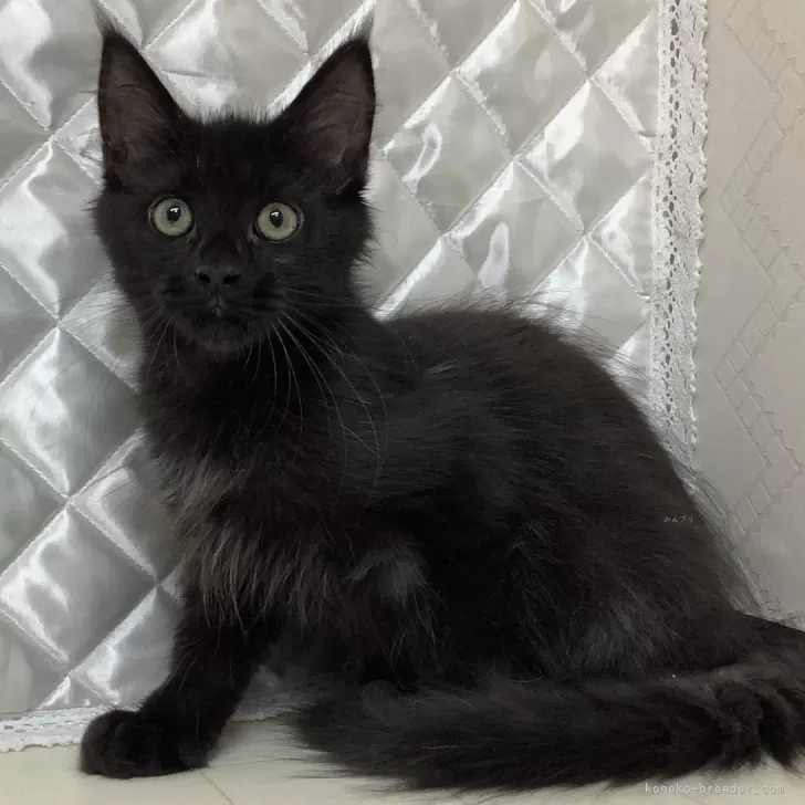ID：2410-00080の子猫