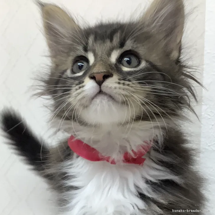 Y.T 様のお迎えした子猫