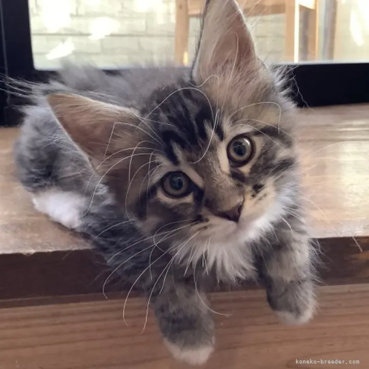 ID:2304-02173の子猫