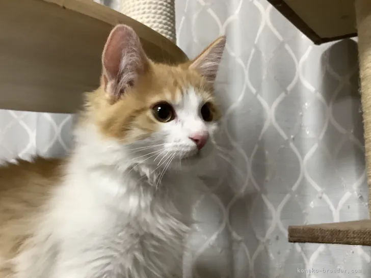 ID：2203-00286の子猫