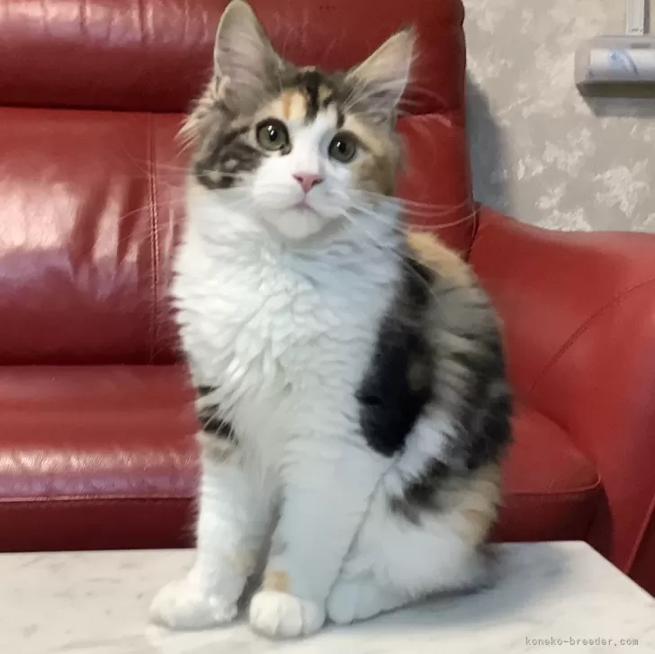 ID:2402-01827の子猫