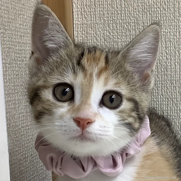 ID:2305-01484の子猫