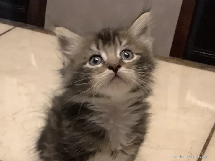 スペンサー 様のお迎えした子猫