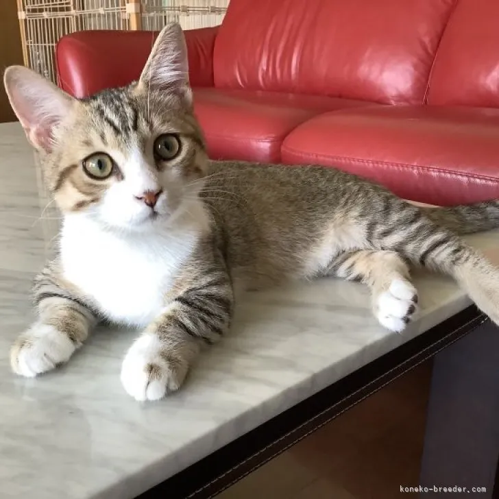 ID:2305-01492の子猫