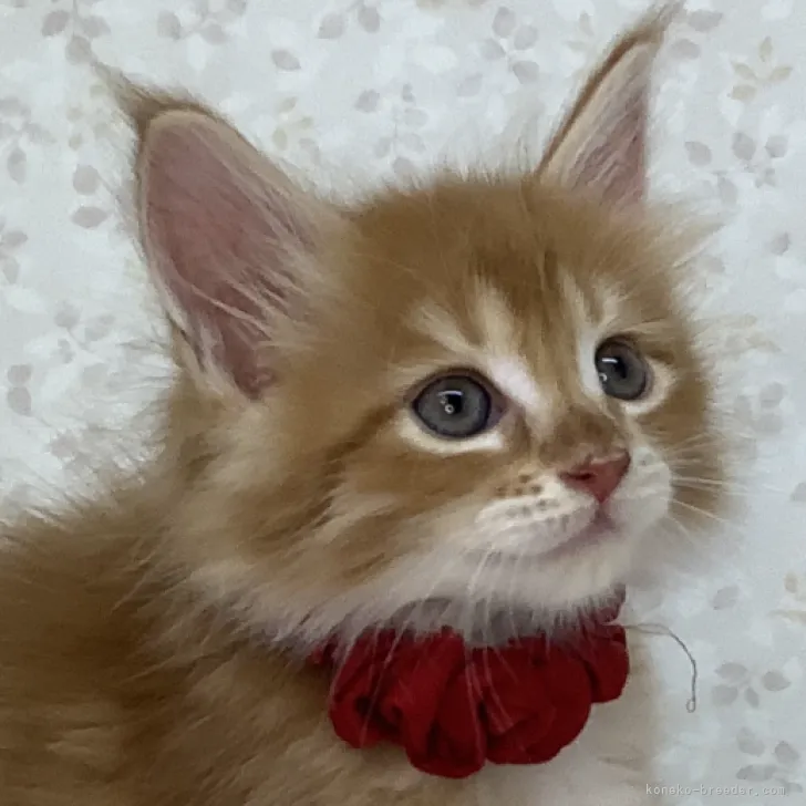 ID：2309-01896の子猫