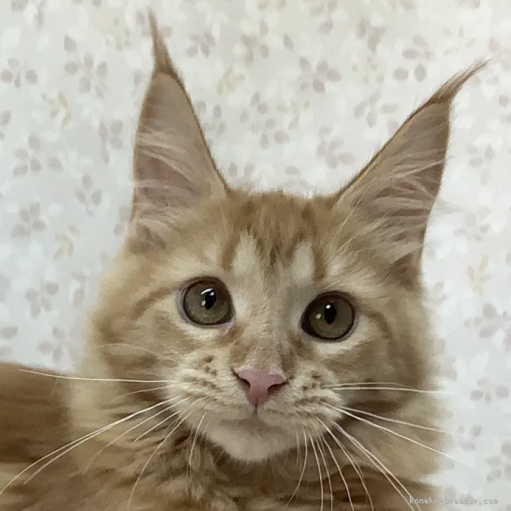 ID：2308-02080の子猫