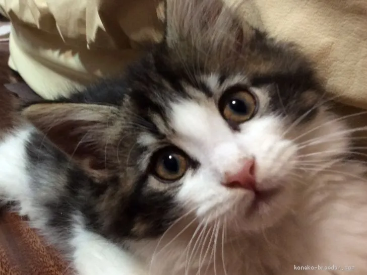 くさちゃん 様のお迎えした子猫