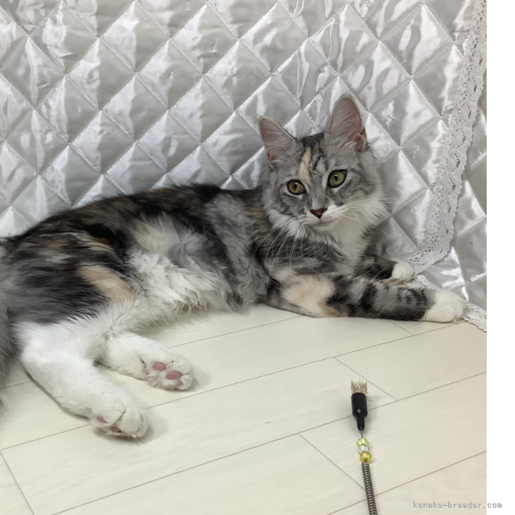 バヌアツ 5バツ メインクーン猫 2015年 メインクーン【三重県・男の子・2025年6月12日・ブラック