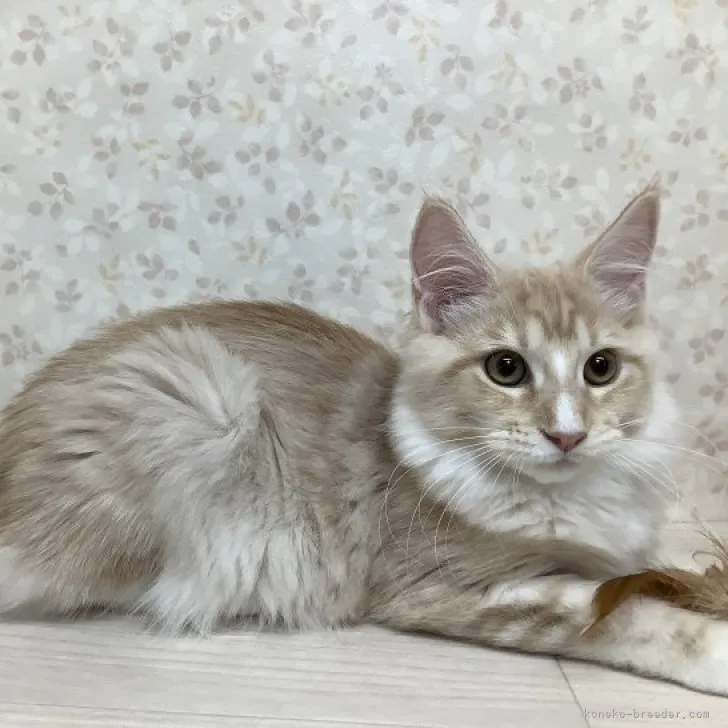 ID:2307-03549の子猫