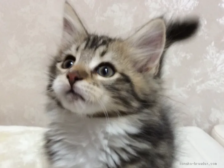 ID:2002-01264の子猫
