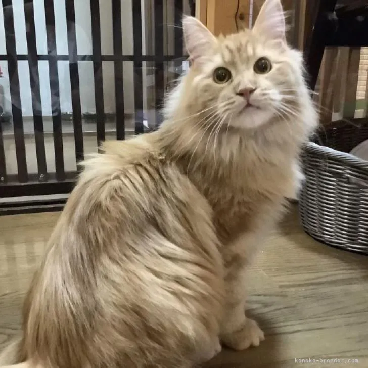 ID:2206-00653の子猫
