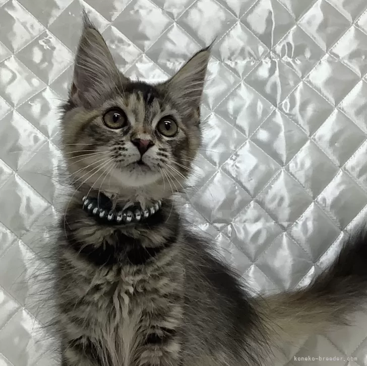 ID：2406-02472の子猫