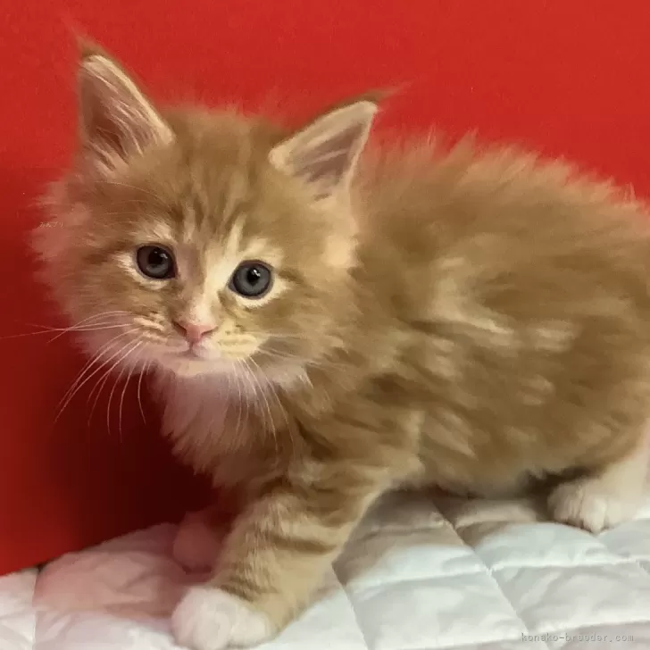 ID：2411-02999の子猫