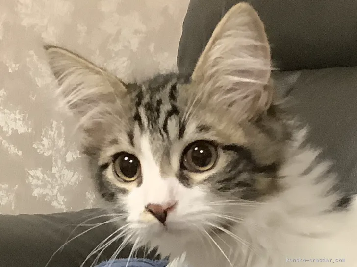 mkuro 様のお迎えした子猫