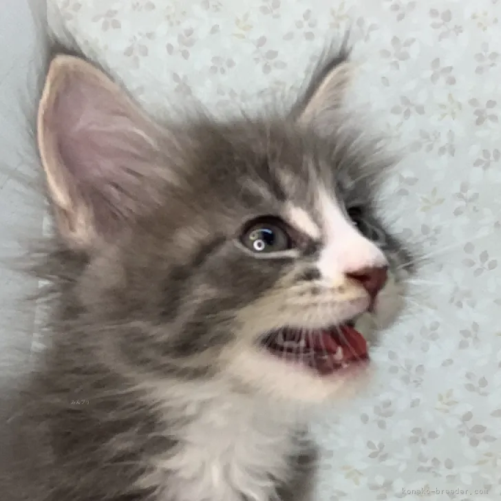 ID:2309-01890の子猫