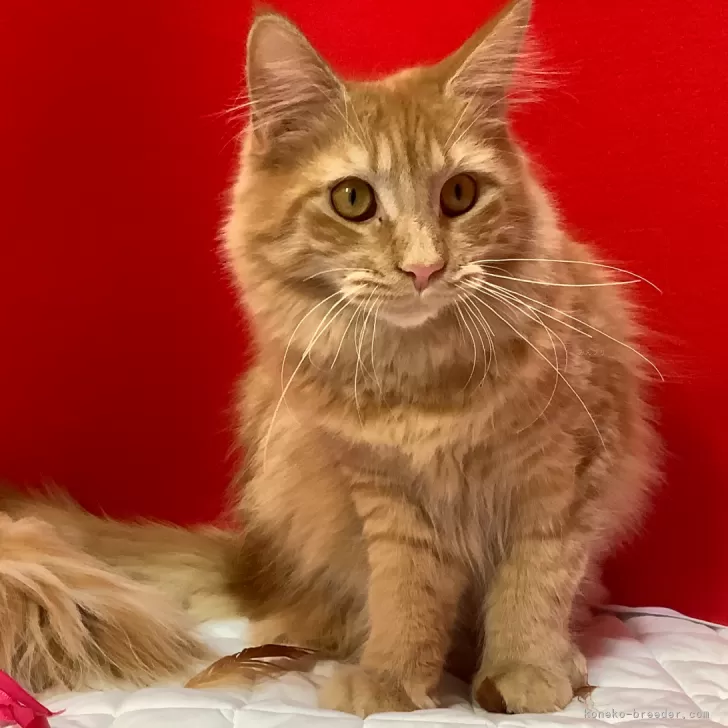 ID:2406-03061の子猫