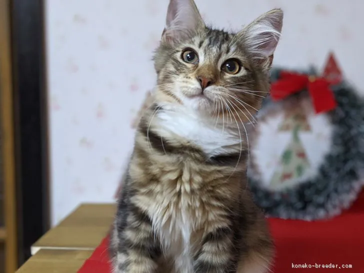 Y.D 様のお迎えした子猫