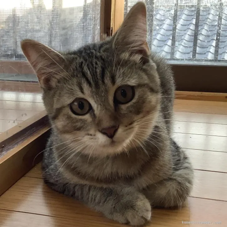 ID:2207-02736の子猫