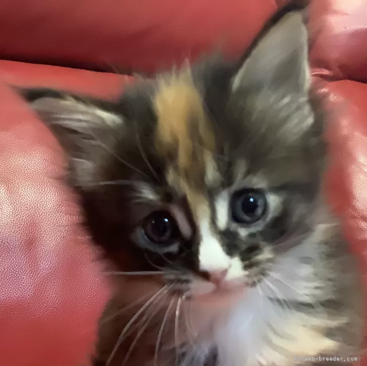 ID：2403-01355の子猫