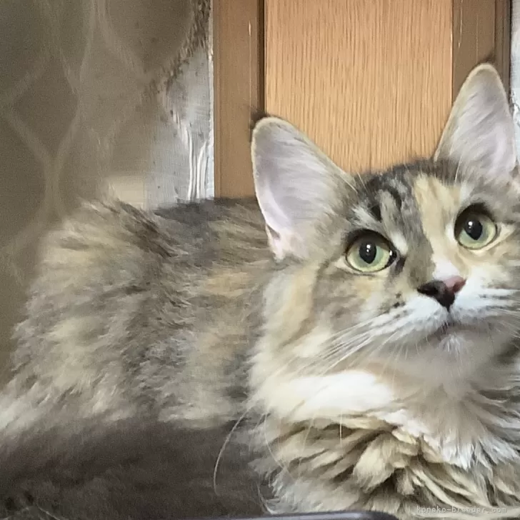 ID:2406-02476の子猫