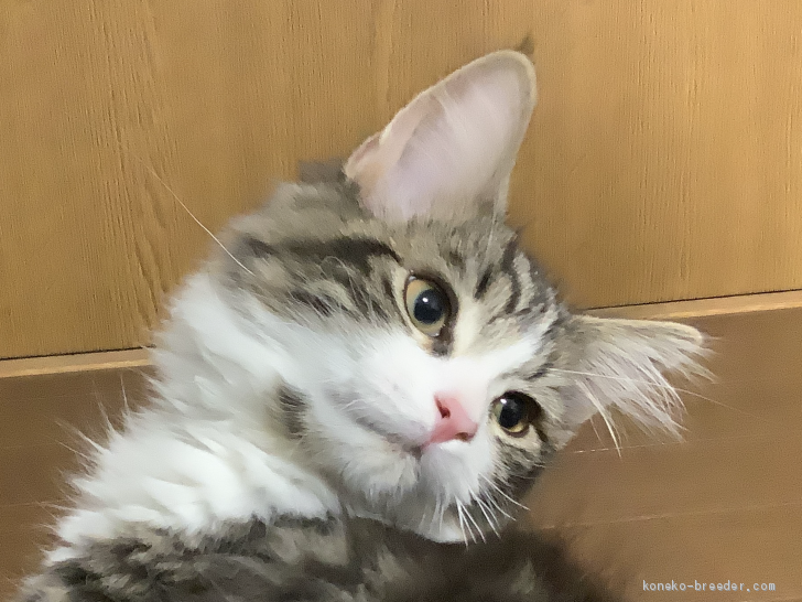 mkuro 様のお迎えした子猫