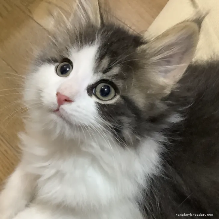 ID：2304-00111の子猫
