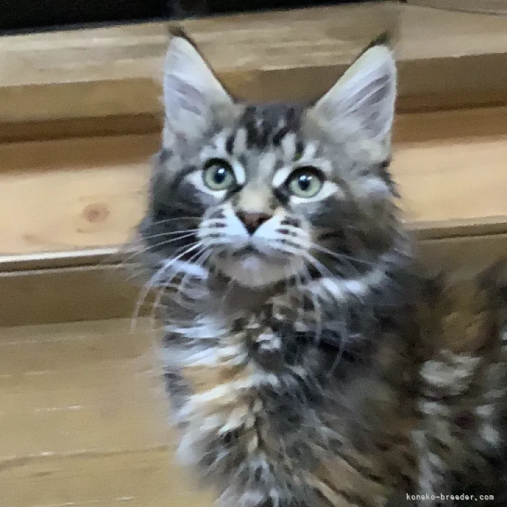 ID：2311-01030の子猫