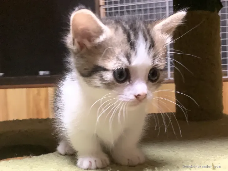 I.TEN 様のお迎えした子猫