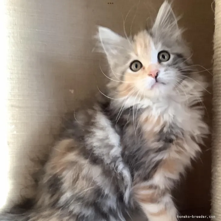 ID：2211-01521の子猫